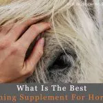 best calming supplement for horses