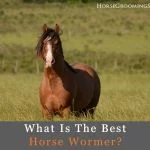 best horse wormer