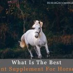best joint supplement for horses