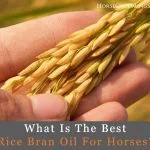 best rice bran oil for horses