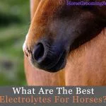 Best Electrolytes For Horses