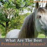 best probiotic supplement for horses