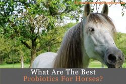 best probiotic supplement for horses
