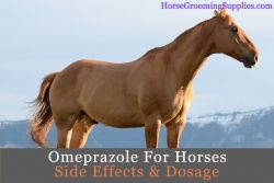 omeprazole for horses side effects & dosage