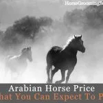 arabian horse price