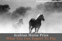 arabian horse price