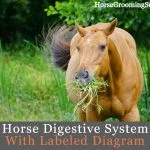 Horse Digestive System labeled diagram