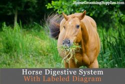 Horse Digestive System labeled diagram
