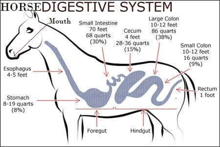 horse digestive system diagram labeled