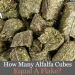 alfalfa cubes for horses